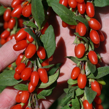 Kurt Üzümü Kırmızı - Red Gojiberry