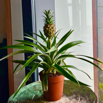 Ananas Fidanı - Cüce Ananas - Mini Pineapple