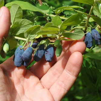 Bal Yemişi Fidanı - Honeyberry Sapling