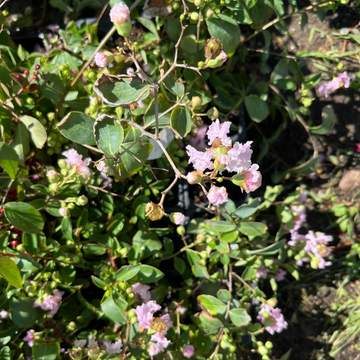 Pembe Oya (Bodur)