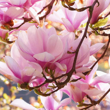 Manolya - Magnolia