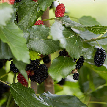 Cüce Dut (Mojoberry) Fidanı