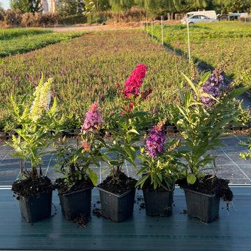5'li Kelebek Çalısı Seti - Buddleja Davidii