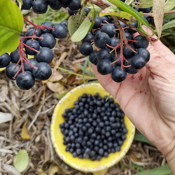 Aronya Fidanı - Chokeberry Sapling