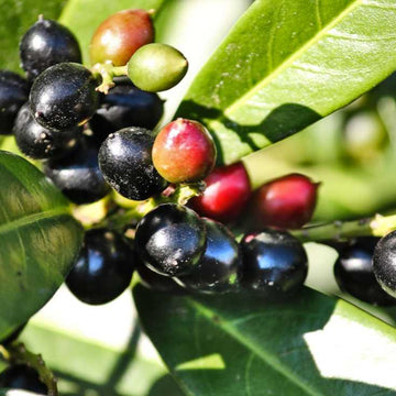 Karayemiş (Prunus laurocerasus) Fidanı