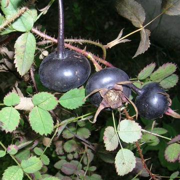Kuşburnu (Siyah) Fidanı