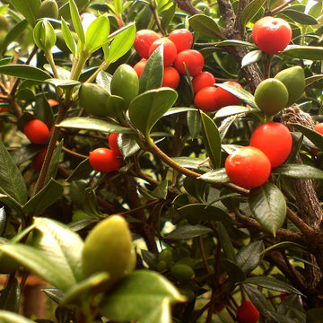 Kudüs Kirazı (Jerusalem Cherry) Tohum Paketi