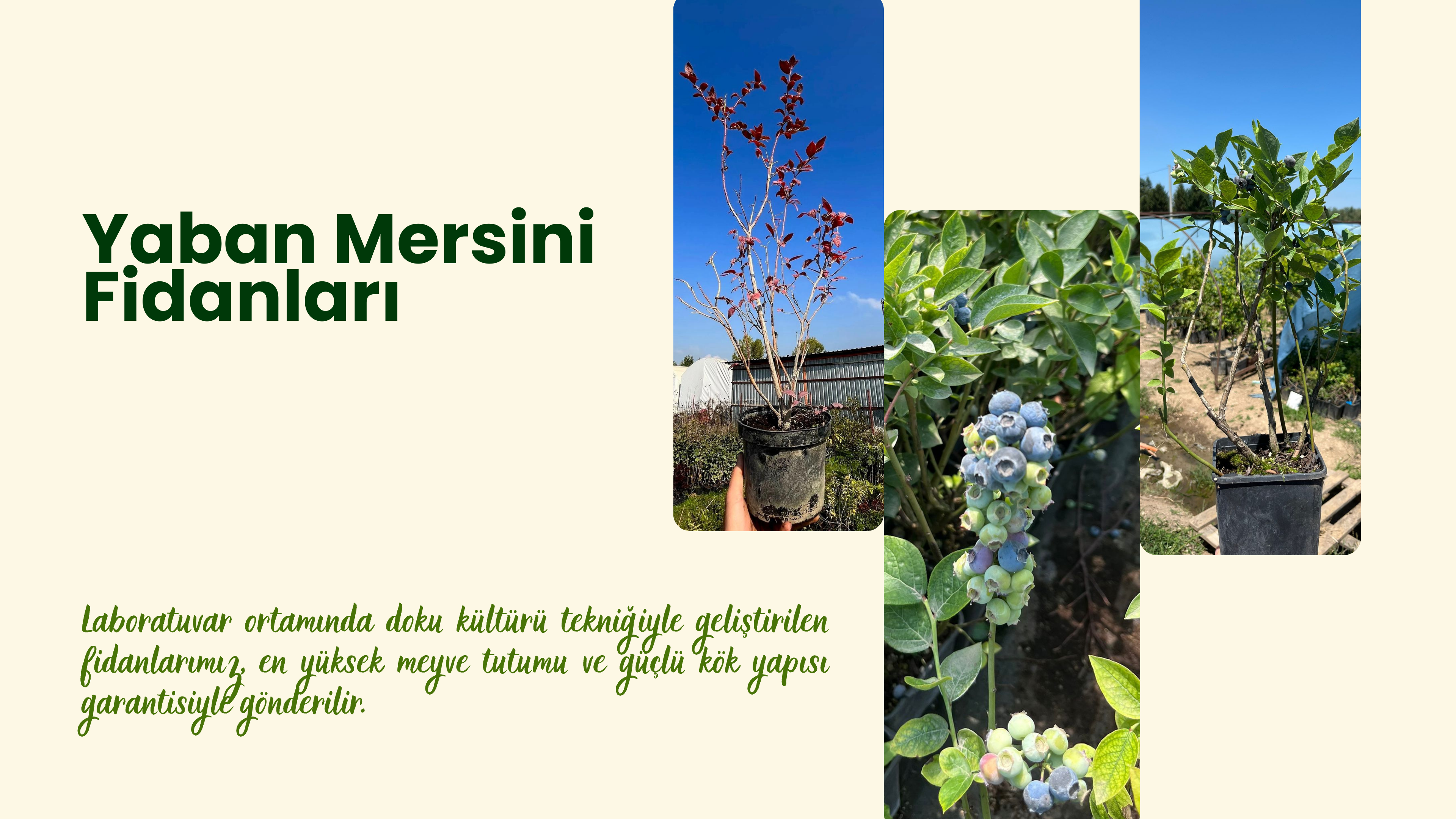 slider image slider_item_8HcKWV