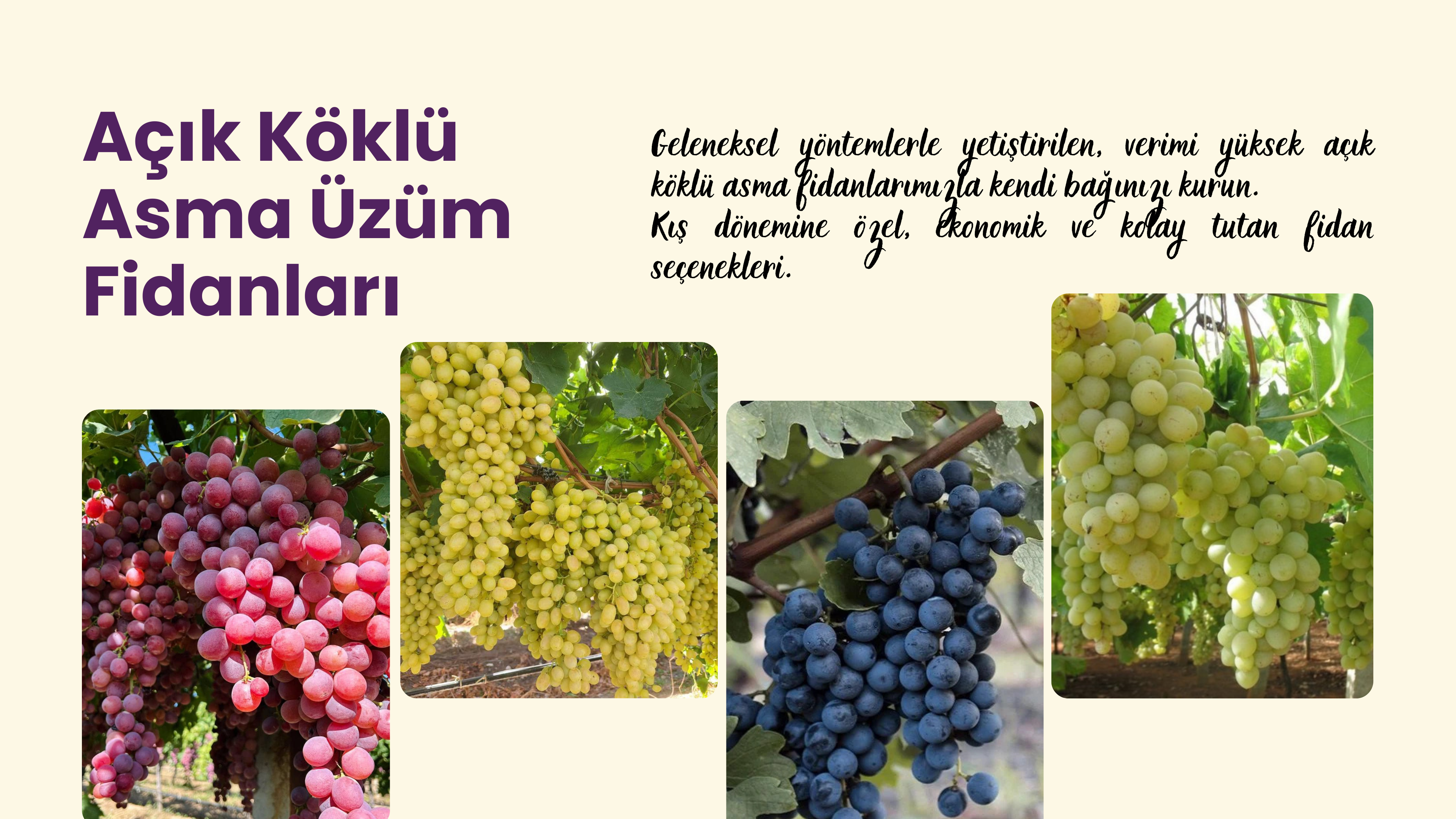 slider image slider_item_4R7hne