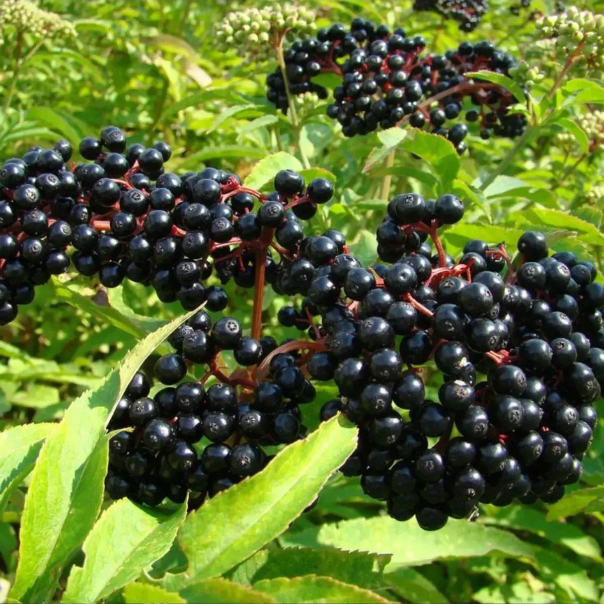 Karamürver Fidanı - Sambucus Nigra