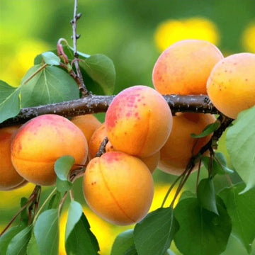 Şekerpare Kayısı Fidanı - Açık Köklü - 2.5 Yaş