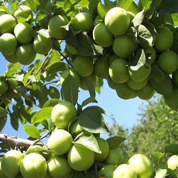 Can Erik Fidanı - Açık Köklü - 2.5 Yaş