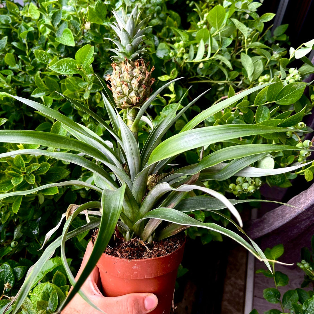 Ananas Fidanı - Cüce Ananas - Mini Pineapple