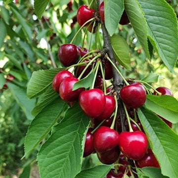 Napolyon Kiraz Fidanı - 2.5 Yaş - Açık Köklü