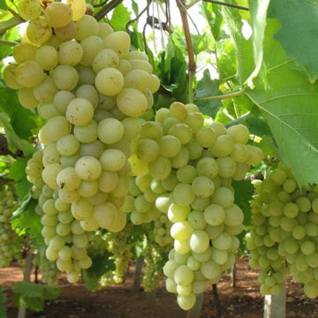 Açık Köklü - Çekirdekli Beyaz Asma Üzüm Fidanı