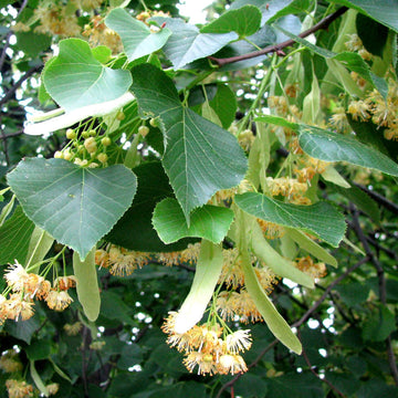 Büyük Yapraklı Ihlamur Fidanı - Tilia Platyphyllos