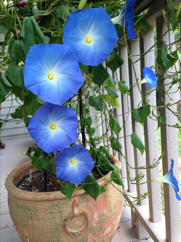 Abelia® Mavi Sarmaşık Çiçeği Yetiştirme Kiti