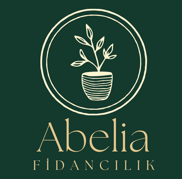 Abelia Fidancılık 