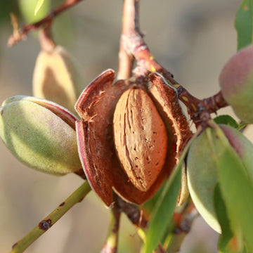 Badem Fidanı - 2.5 Yaş - Açık Köklü