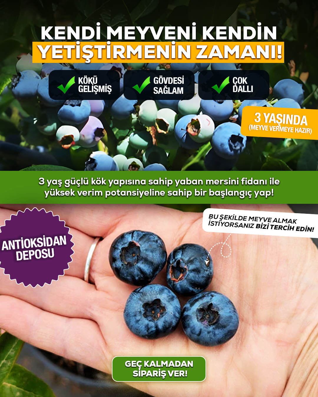 3 Yaş Meyve Vermeye Hazır Yaban Mersini Fidanı - Blueberry Sapling