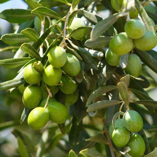 Gemlik Zeytini Fidanı