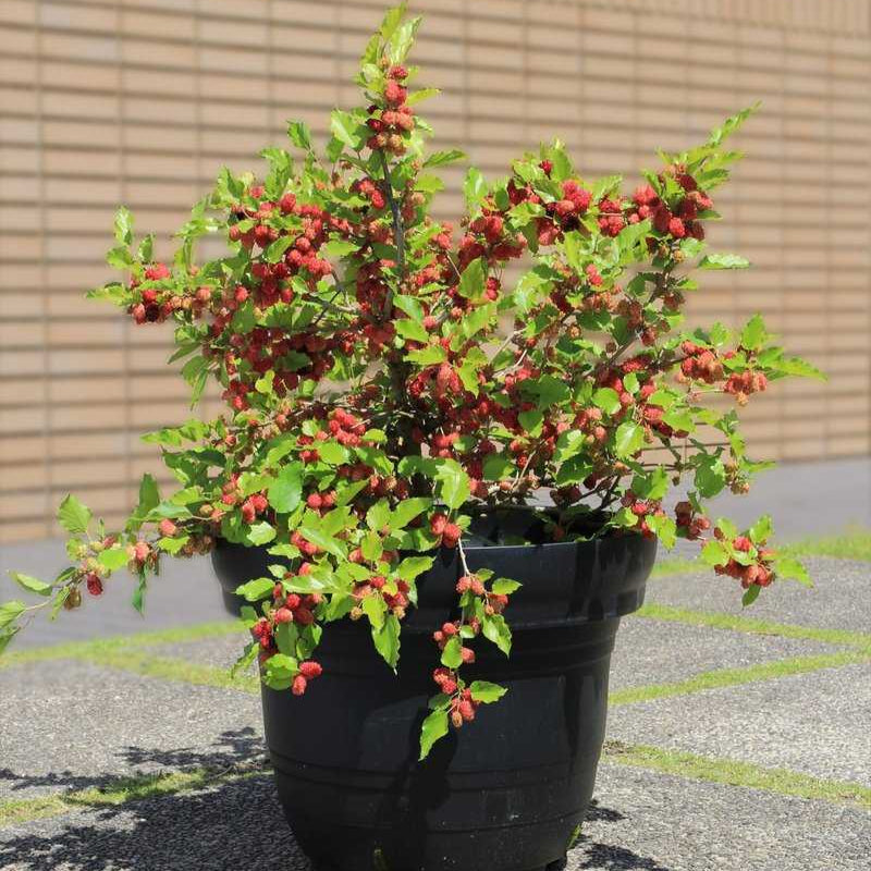 Cüce Dut (Mojoberry) Fidanı