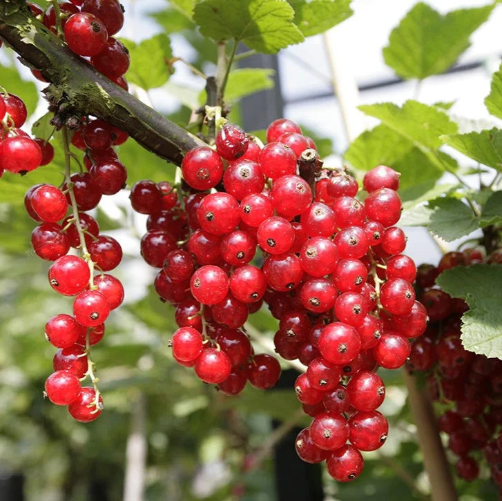 Frenk Üzümü Fidanı - Redcurrant Sapling