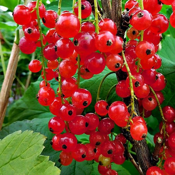 Frenk Üzümü Fidanı - Redcurrant Sapling