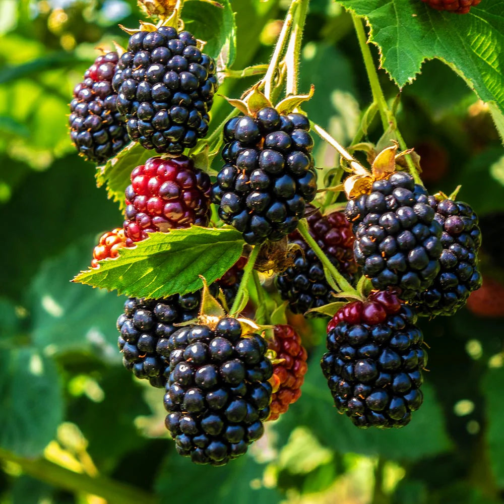 Böğürtlen Fidanı - Blackberry Sapling