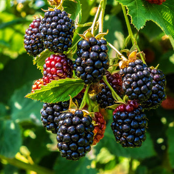 Böğürtlen Fidanı - Blackberry Sapling