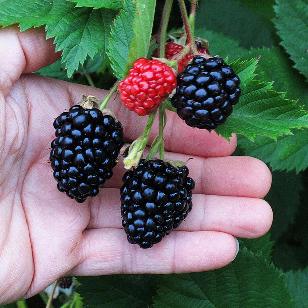 Böğürtlen Fidanı - Blackberry Sapling