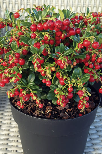 2 Yaşında Turna yemişi 15-25 cm