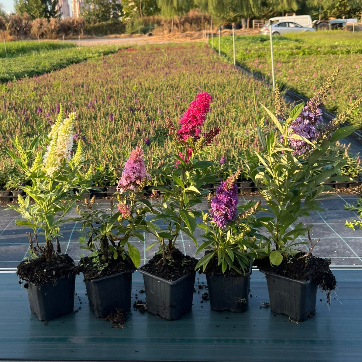 5'li Kelebek Çalısı Seti - Buddleja Davidii