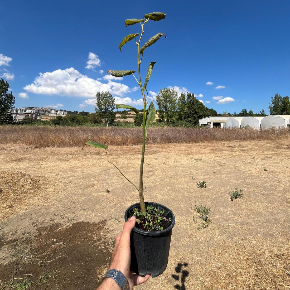 Büyük Yapraklı Ihlamur Fidanı - Tilia Platyphyllos