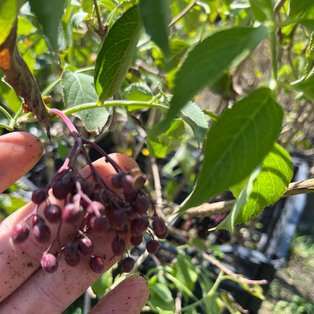 Karamürver Fidanı - Sambucus Nigra
