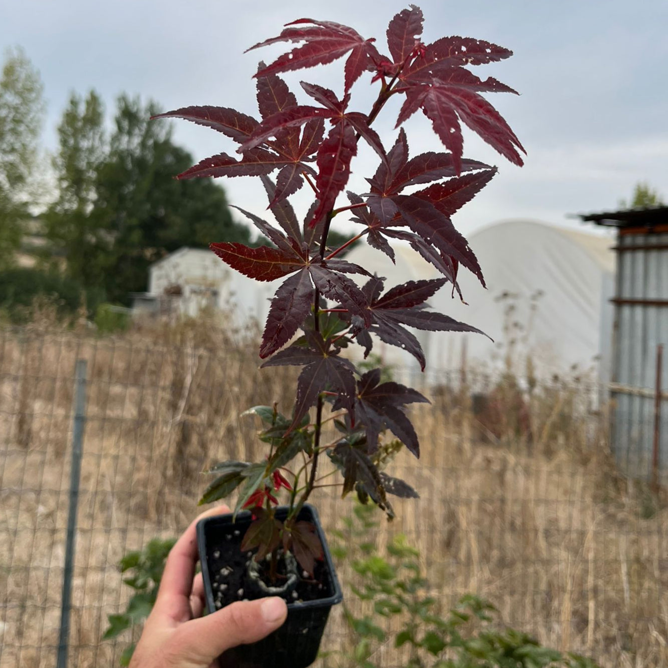 Kırmızı Yapraklı Japon Akçaağacı Fidanı