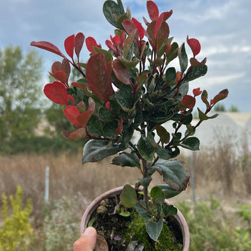 Alev Çalısı Fidanı (Photinia Red Robin)