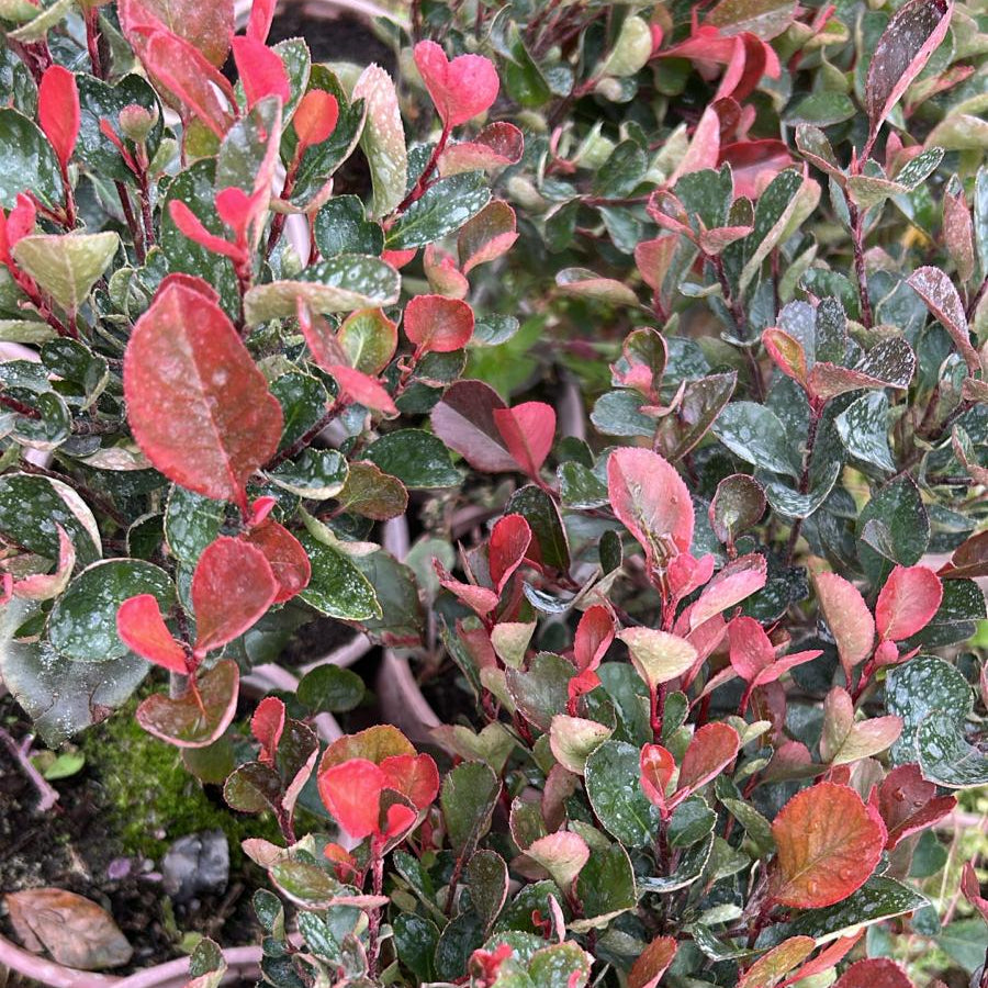 Alev Çalısı Fidanı (Photinia Red Robin)