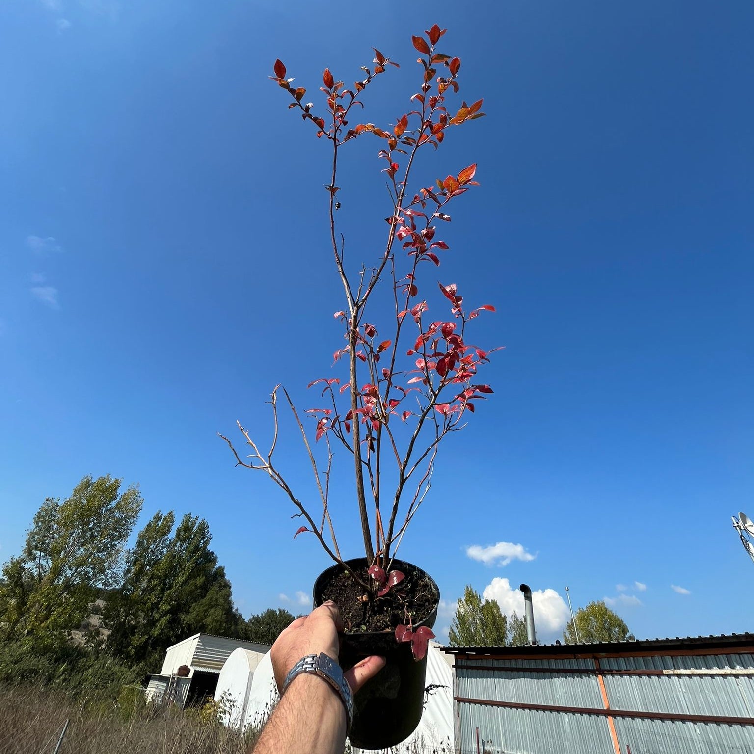 4 Yaş Yaban Mersini Fidanı (70-110 cm) 2 L Saksıda - Blueberry Sapling
