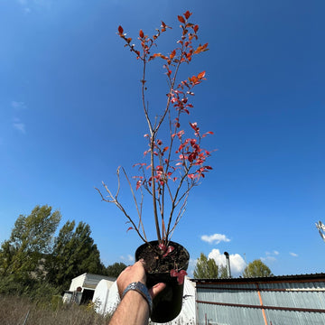 4 Yaş Yaban Mersini Fidanı (70-110 cm) 2 L Saksıda - Blueberry Sapling