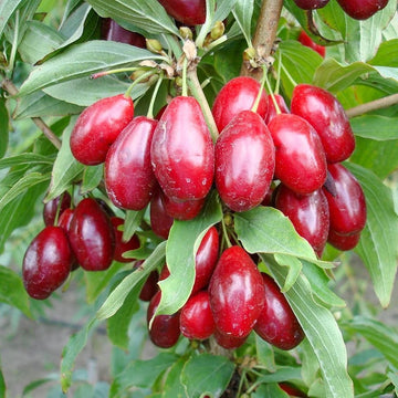 İri Kızılcık Fidanı