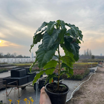 Kahve Fidanı (Coffea arabica)