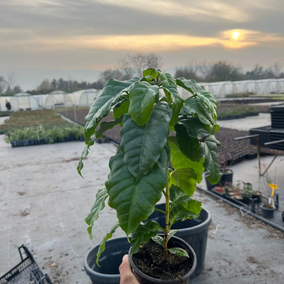 Kahve Fidanı (Coffea arabica)