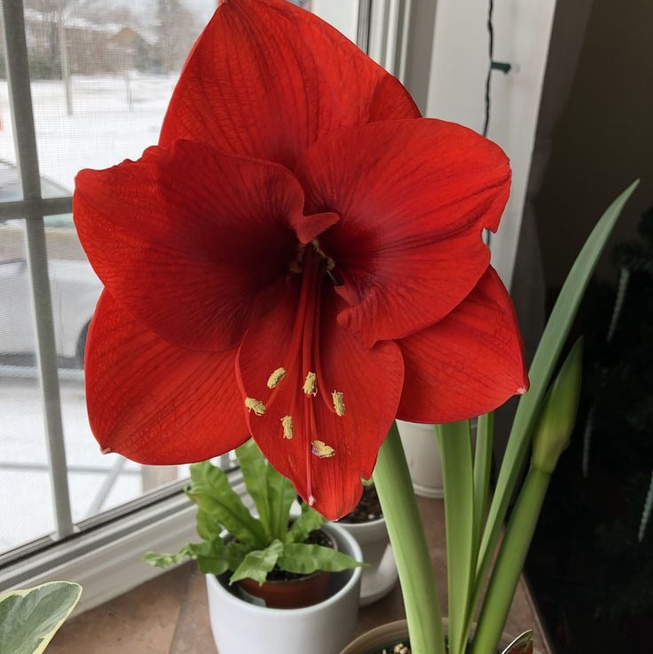 Kırmızı Amaryllis (Amarllis) Çiçeği Soğanı