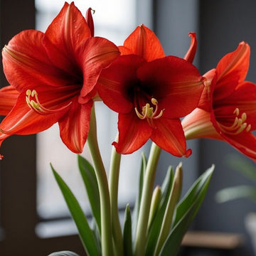 Kırmızı Amaryllis (Amarllis) Çiçeği Soğanı