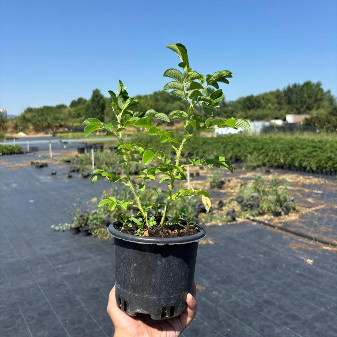Kuşburnu (Rosa Rugosa) Fidanı