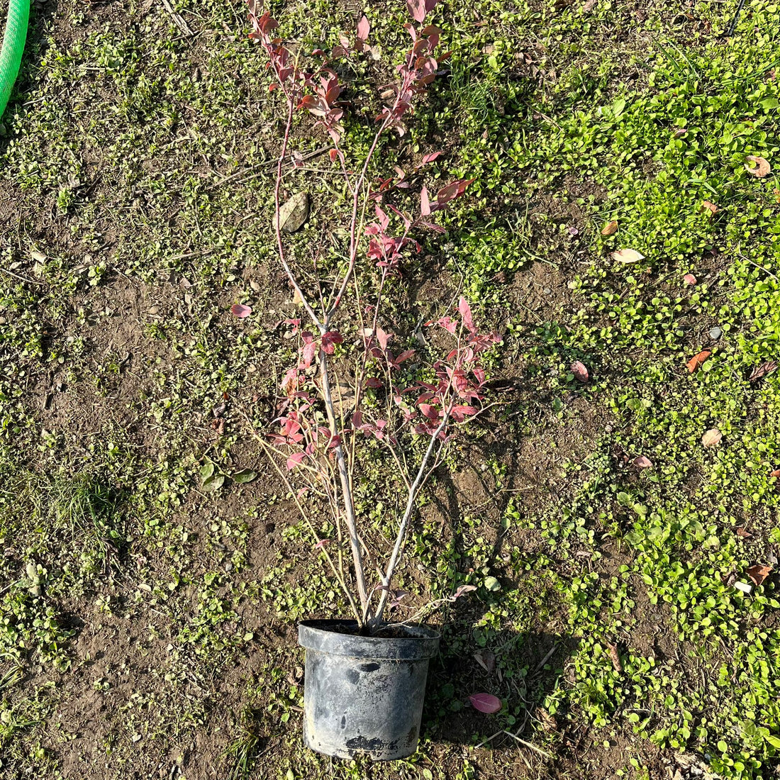 4 Yaş Yaban Mersini Fidanı (70-110 cm) 2 L Saksıda - Blueberry Sapling