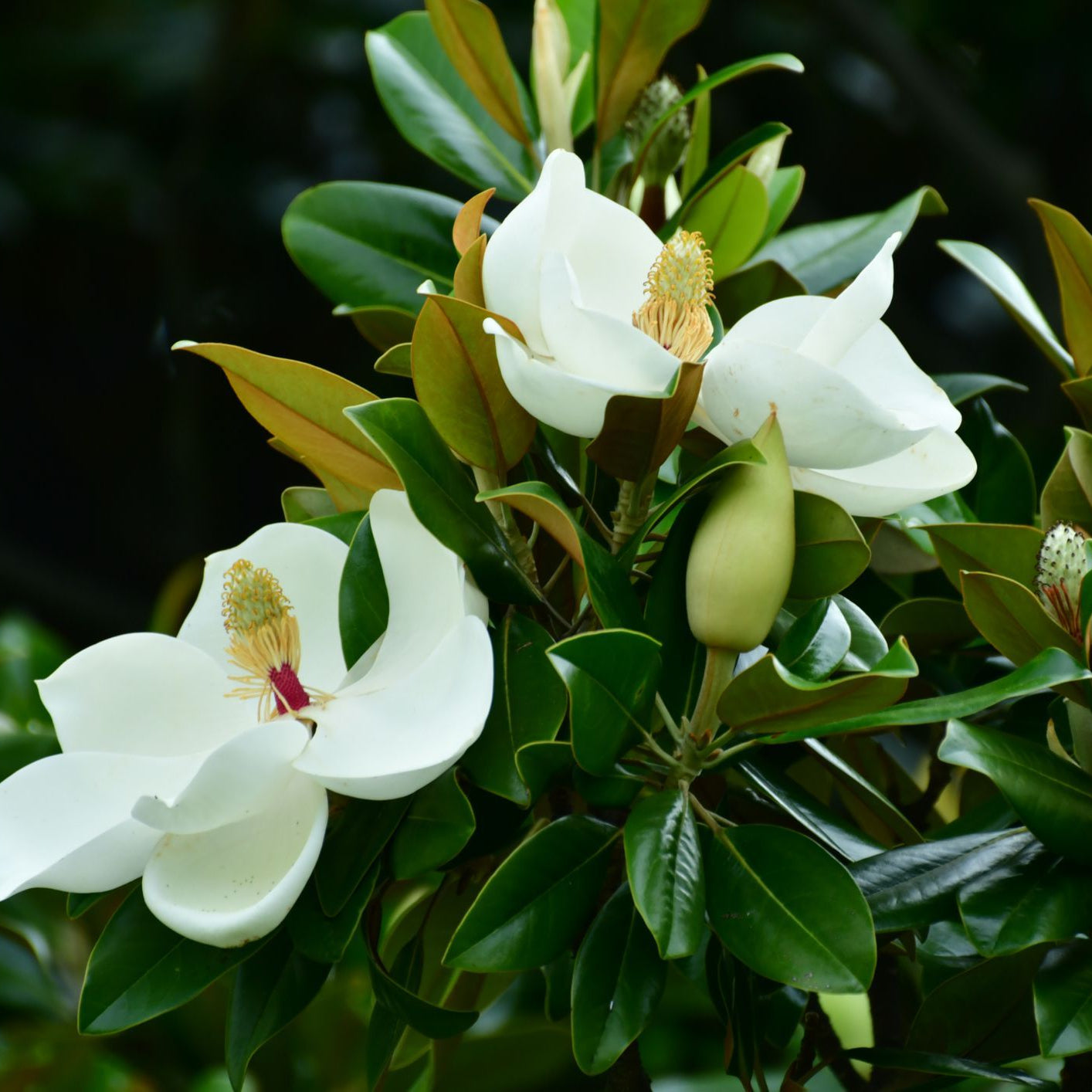 Beyaz Çiçekli Manolya Fidanı - Magnolia Grandiflora