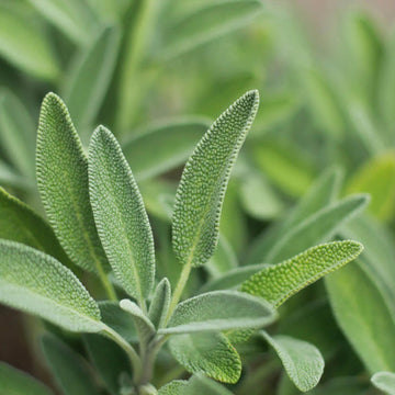 Adaçayı Tohumu Paketi