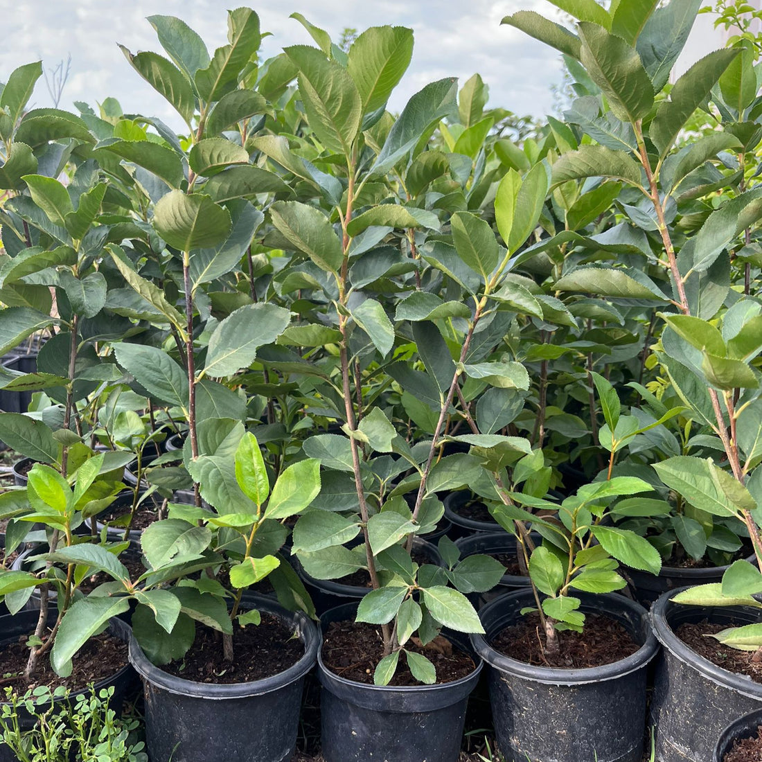Aronya Fidanı - Chokeberry Sapling